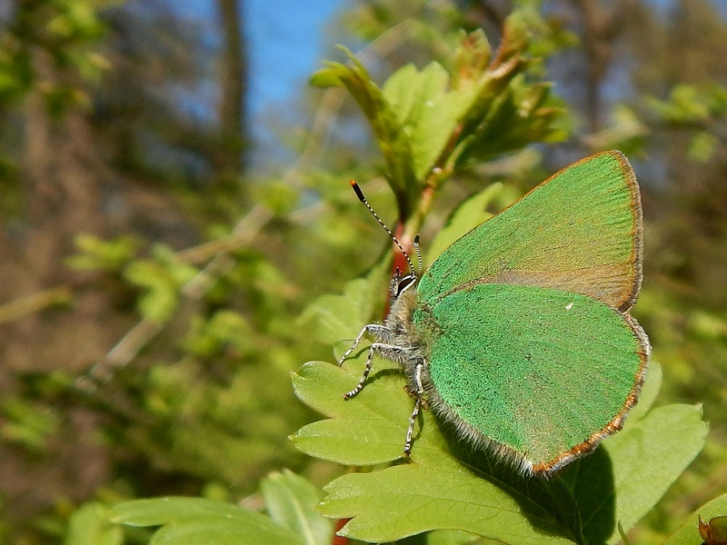 Callophrys rubi...la Primavera